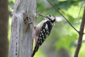 オオアカゲラ雄2022年7月15日