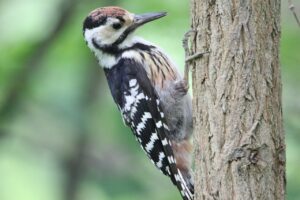 オオアカゲラ幼鳥2022年7月22日