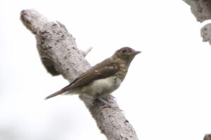 オオルリ幼鳥2022年7月29日