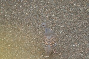 キジバト2022年7月8日