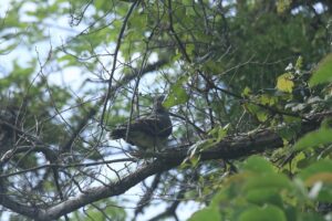 キジバト2022年7月22日