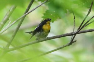 キビタキ雄2022年7月29日