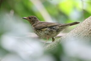 クロツグミ幼鳥2022年7月29日