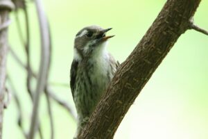 コゲラ2022年7月15日