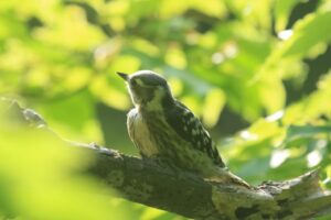 コゲラ2022年7月22日