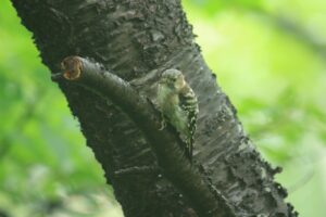コゲラ2022年7月29日