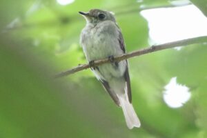 コサメビタキ2022年7月29日