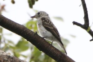 コサメビタキ幼鳥2022年7月29日