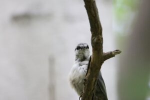 ゴジュウカラ2022年7月29日