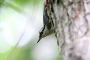 ゴジュウカラ2022年7月15日