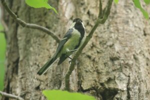シジュウカラ幼鳥2022年7月22日