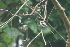 シマエナガ2022年7月22日