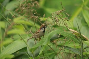 スズメ2022年7月8日