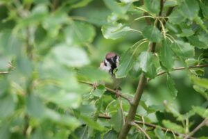 スズメ2022年7月29日