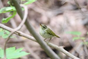 センダイムシクイ2022年7月22日
