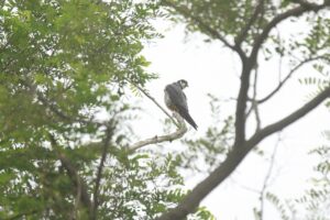 チゴハヤブサ2022年7月8日