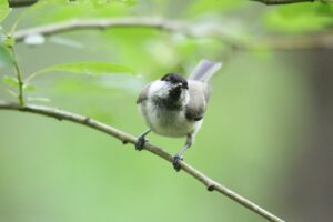 ハシブトガラ2022年7月22日