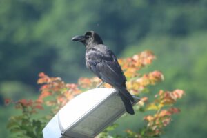 ハシブトガラス2022年7月8日