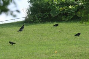 ハシボソガラス2022年7月22日