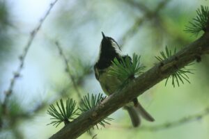 ヒガラ2022年7月8日