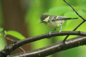 ヒガラ幼鳥2022年7月29日