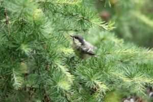 ヒガラ幼鳥2022年7月15日
