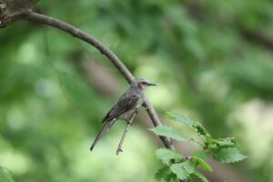ヒヨドリ2022年7月29日