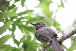 ヒヨドリ2022年7月22日