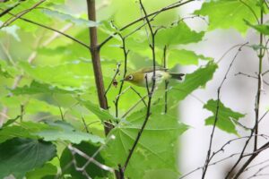メジロ2022年7月22日
