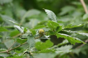 メジロ2022年7月29日