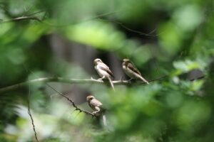 モズ2022年7月15日