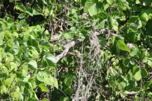 モズ幼鳥2022年7月8日