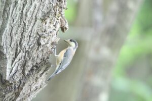 ヤマガラ幼鳥2022年7月15日