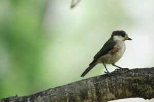 ヤマガラ幼鳥2022年7月29日
