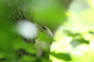 ヤマゲラ雌2022年7月15日