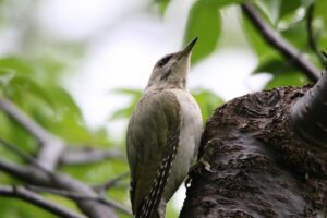 ヤマゲラ雌2022年7月22日