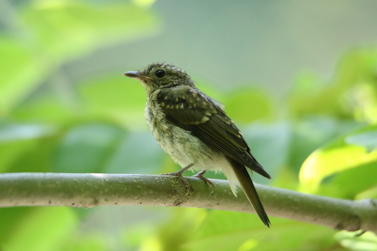 旭山記念公園野鳥情報22年8月5日 金曜日 旭山記念公園