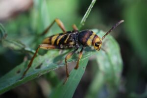 トラフカミキリ2022年8月26日