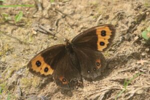 ベニヒカゲ2022年8月26日