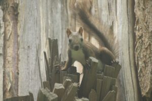 エゾリス2022年8月5日