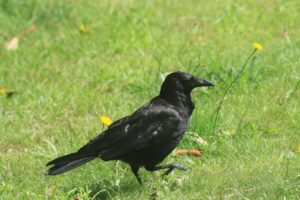 ハシボソガラス2022年8月5日