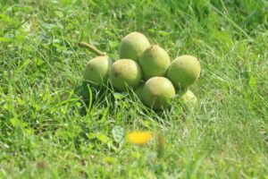 オニグルミの実2022年8月5日