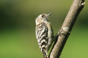 コゲラ2022年8月12日