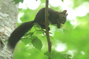 エゾリス2022年8月19日