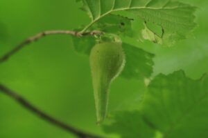 ツノハシバミの実2022年8月19日ヘーゼルナッツ