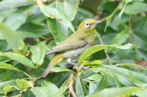 メジロ2022年8月19日2