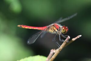 ナツアカネ2022年8月19日