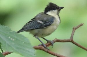シジュウカラ幼鳥2022年8月19日