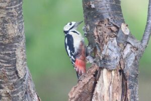 アカゲラ2022年8月26日