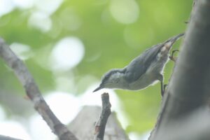 ゴジュウカラ2022年8月26日